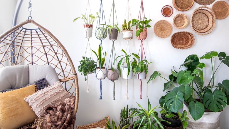 a variety of hanging plants