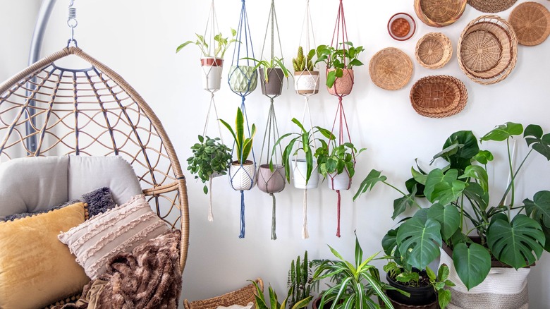 a variety of hanging plants