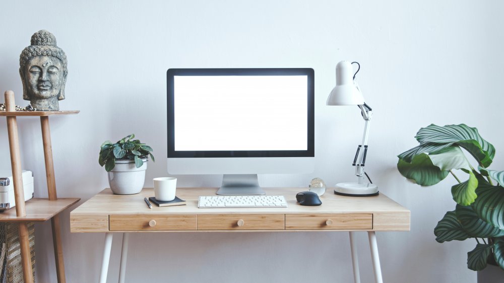plants in a minimalist space 