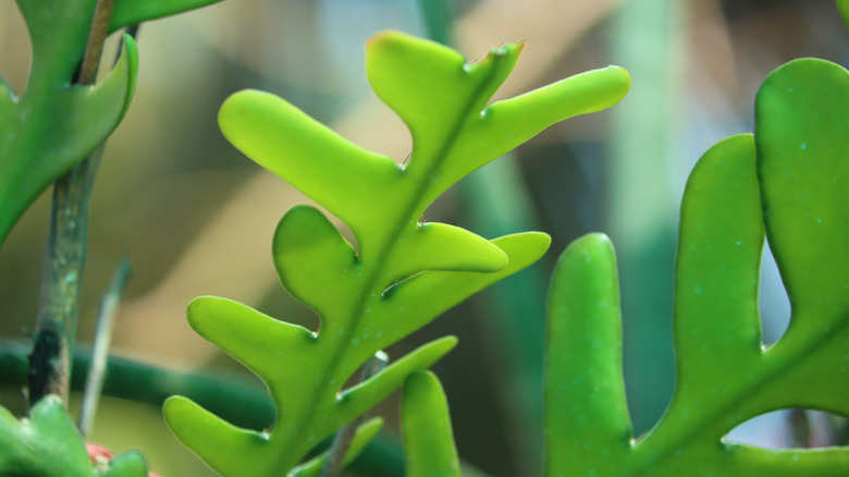 Fishbone Cactus