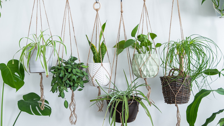 Hanging indoor plants 