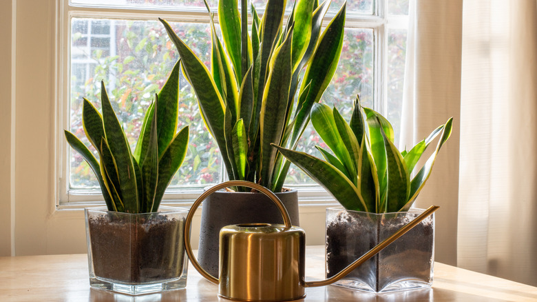 Snake plant indoor garden at the window