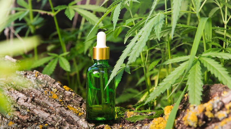 Bottle of CBD oil next to the cannabis plant