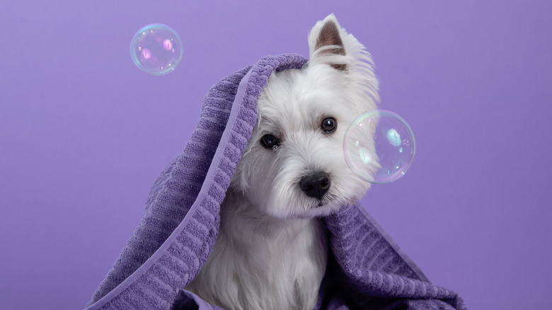 Dog under a purple blanket with bubbles