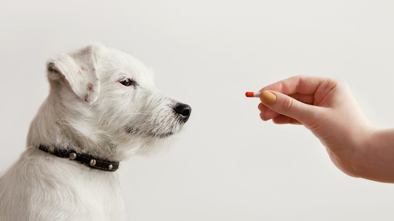 White dog getting a pill