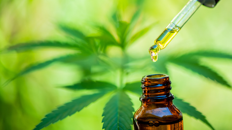 CBD Oil dropped into a bottle with a dropper