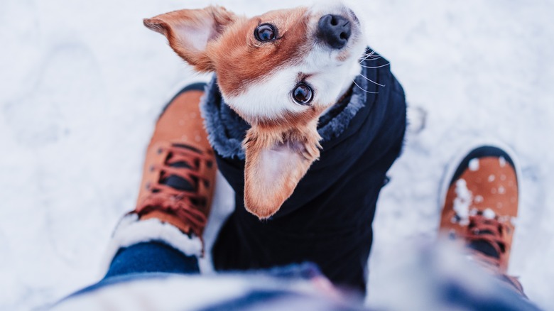 Dog walking in the snow