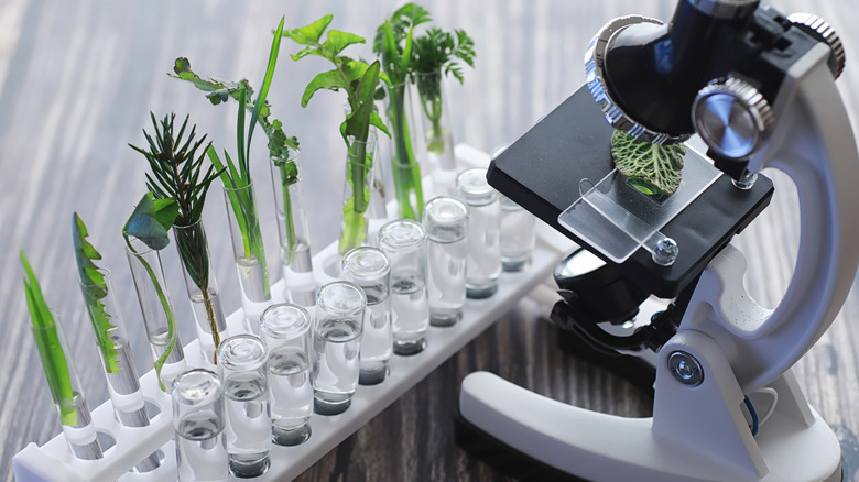 Microscope and plants