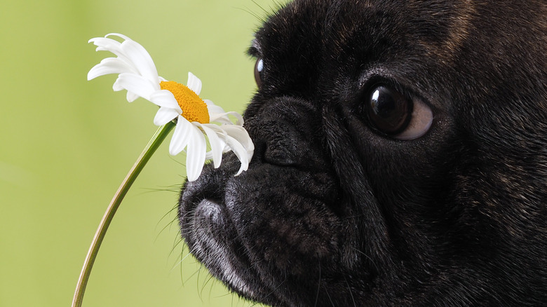 Dog smelling flower