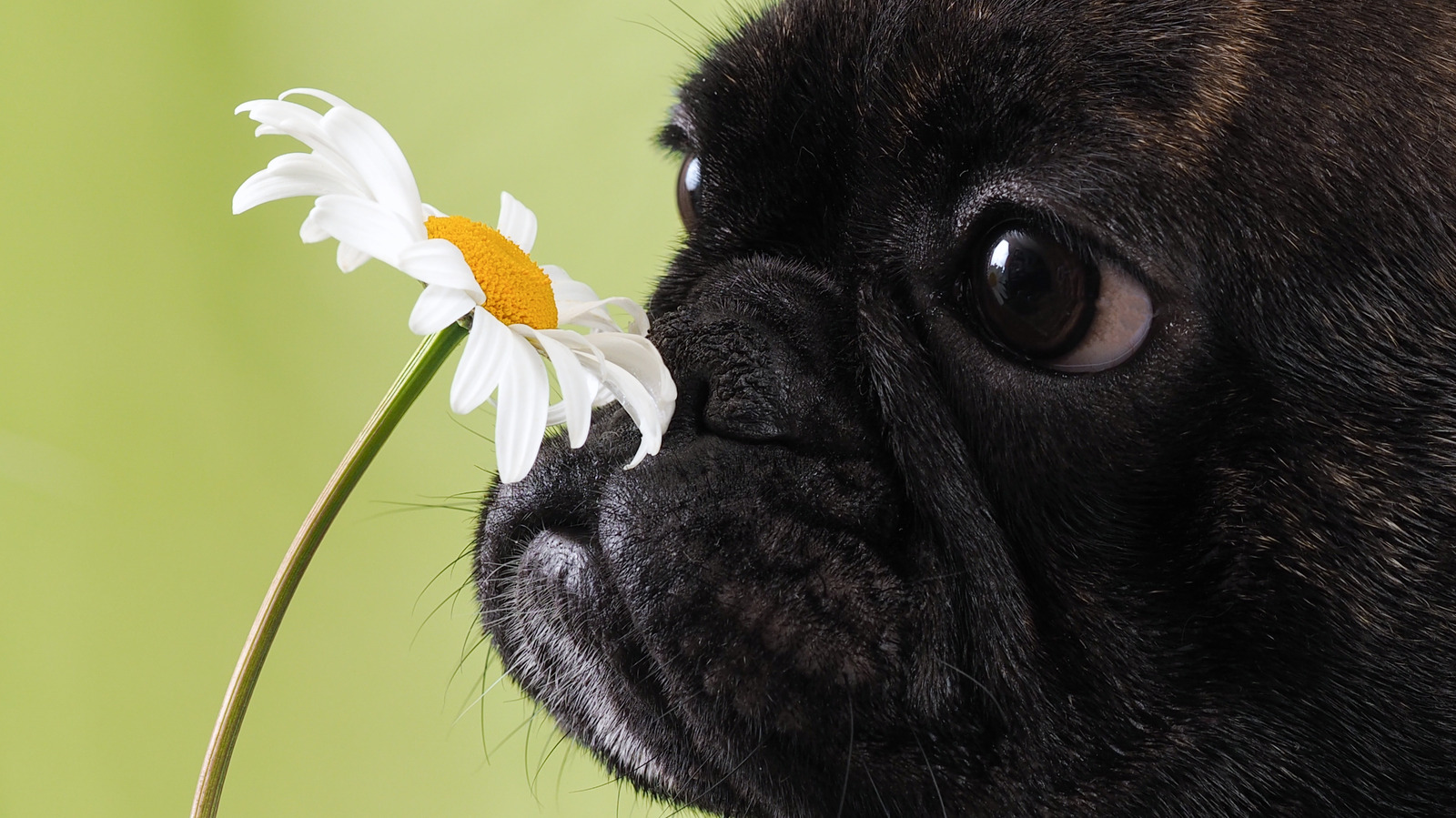 How Indoor Plants Can Wreak Havoc On Your Pets Allergies