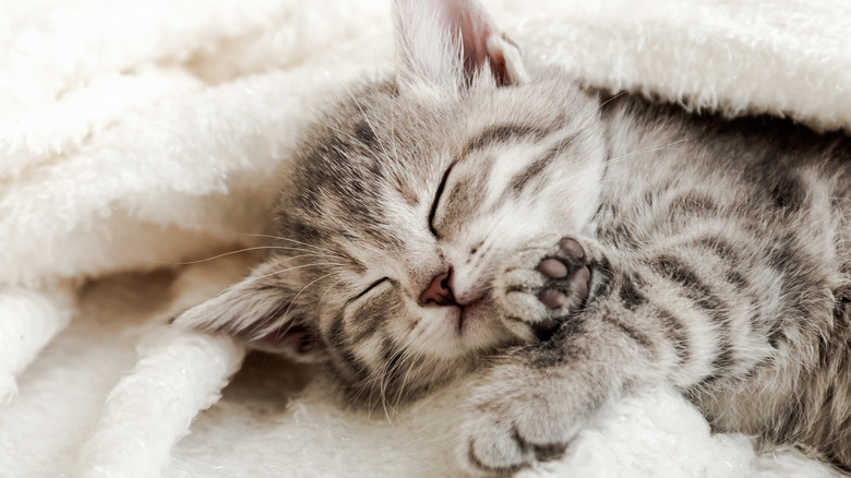 How Much Do Cats Really Need To Sleep A Day? - irideat