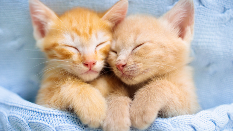 Two sleeping kittens