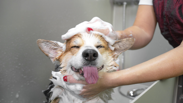 groomer washing a happy dog