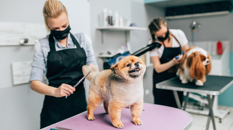 how much does a dog groomer earn a year