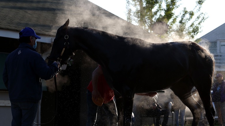 The horse Rock Your World being washed in advance of The Kentucky Derby