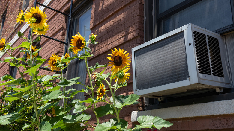 Window AC unit next to growing sunflowers