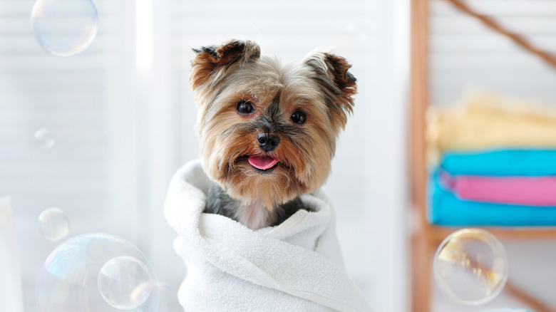Yorkshire terrier dog wrapped in a towel