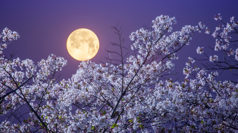 A full moon in the sky