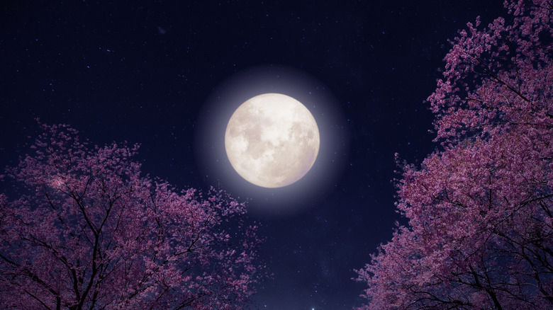 Full moon glowing behind cherry blossom trees