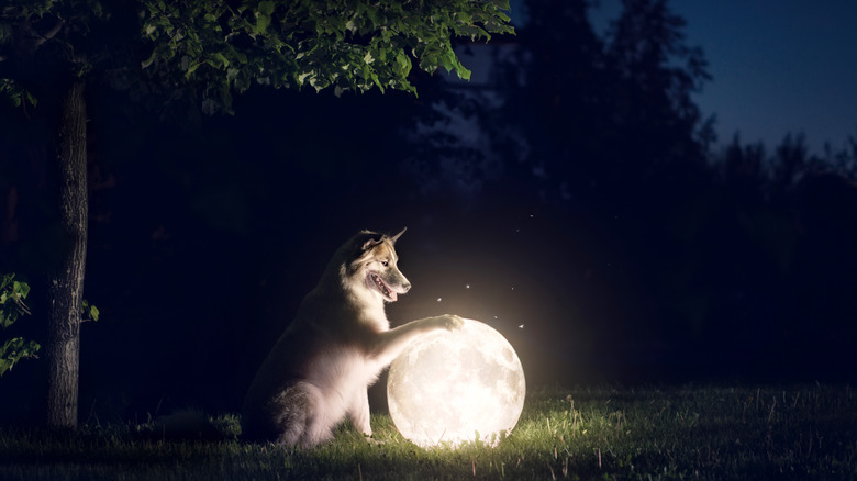 Smiling wolf with full moon