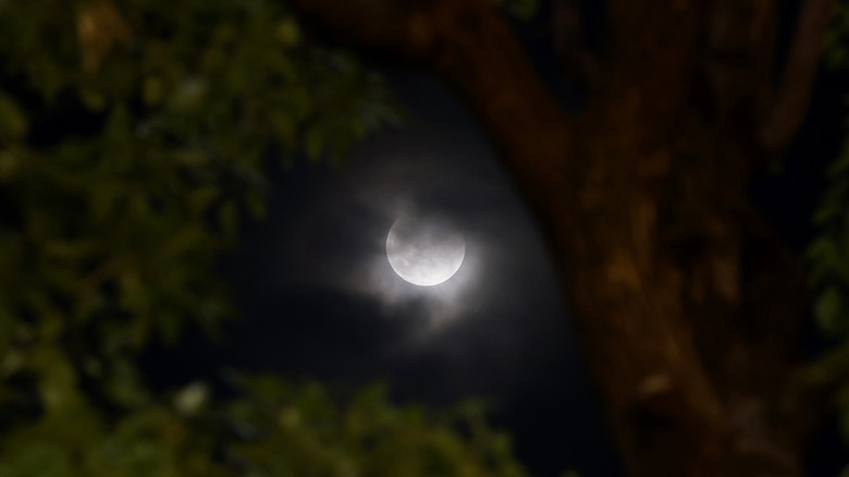 Full moon peaking through tree branches 