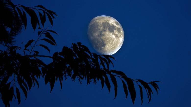 A full moon in the sky. 