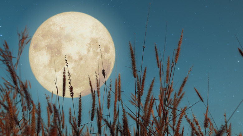 A full moon behind a field. 