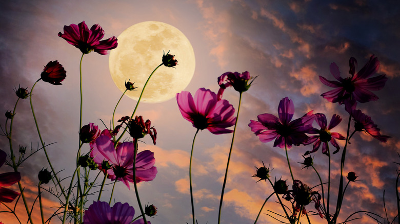Full moon for Gemini with flowers