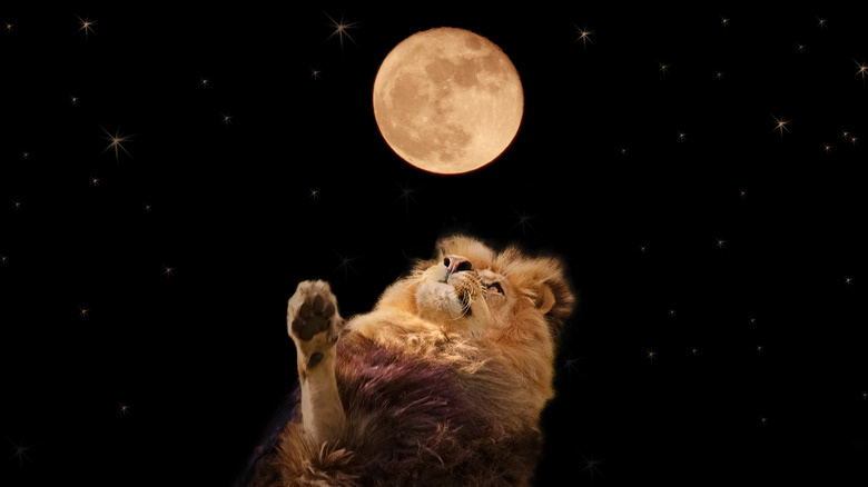 A lion reaching for the moon