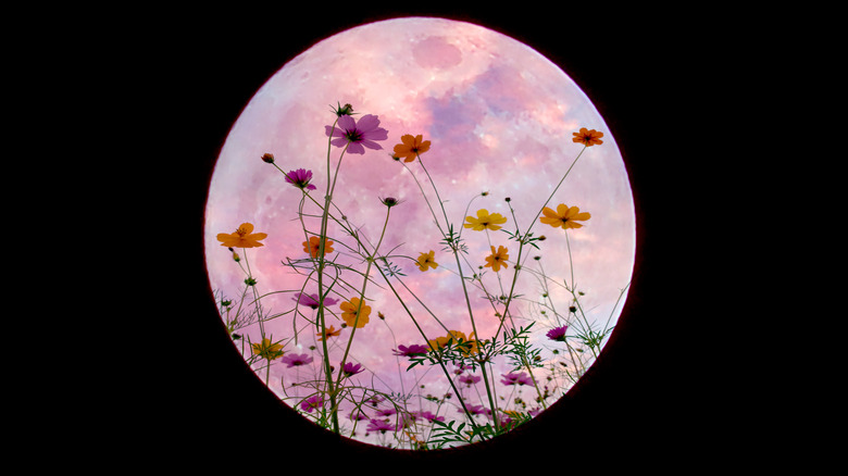 Flowers in front of the full moon. 