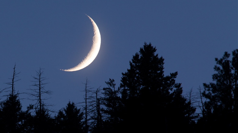 A crescent moon above the trees