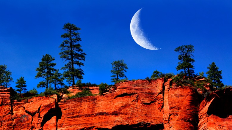 A crescent moon over some trees. 