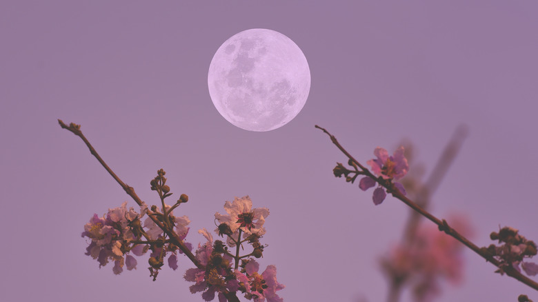 Full moon behind flower branches