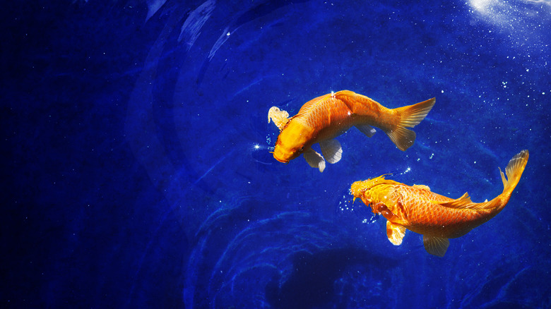 two fish swimming in dark blue water forming pisces sign