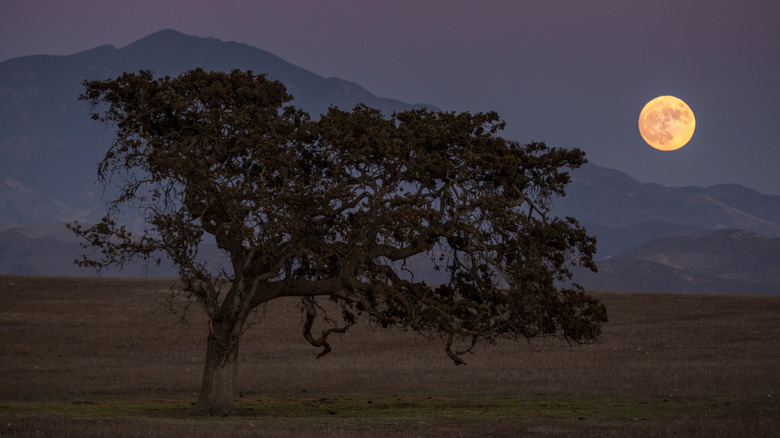 Full fall moon