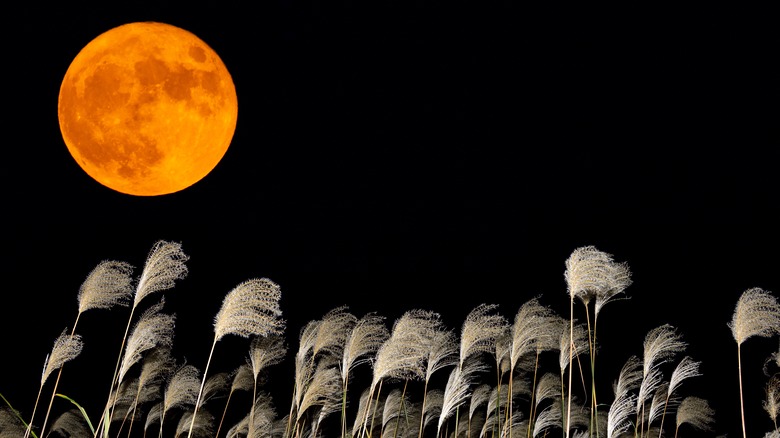 A harvest moon