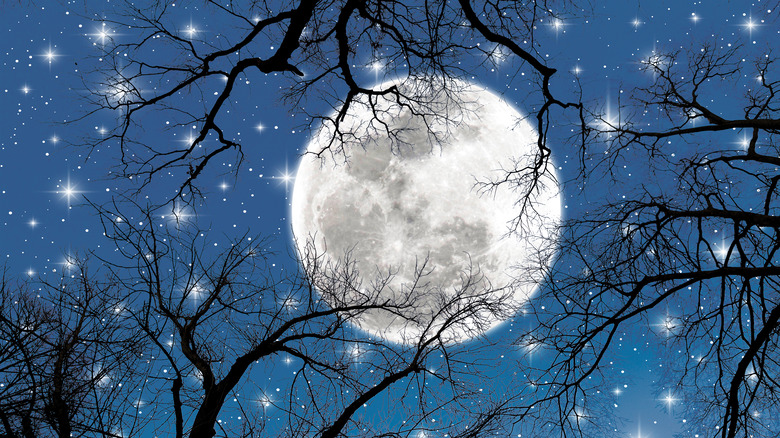 A full moon seen through tree branches
