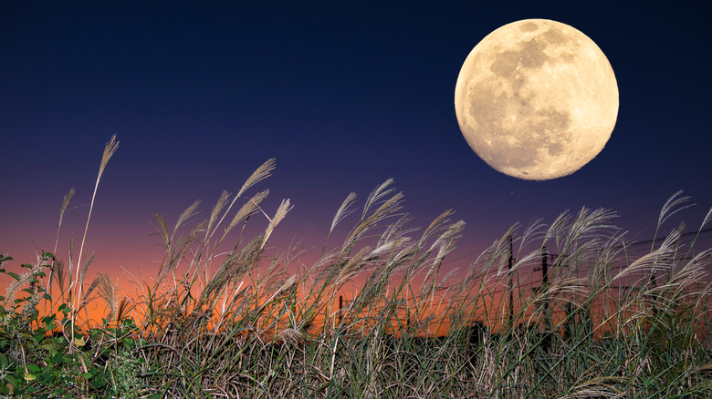 A full moon over a field.