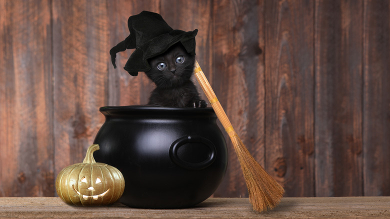 kitten in halloween pumpkin