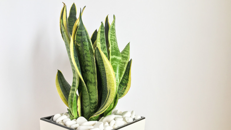 Snake plant