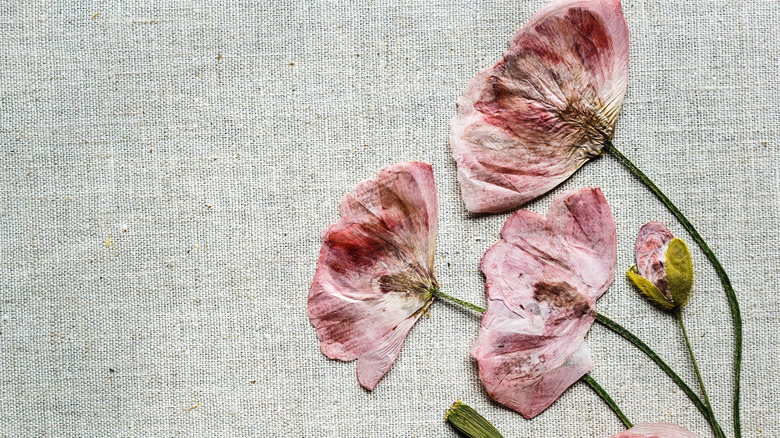 Pressed flowers and leaves 