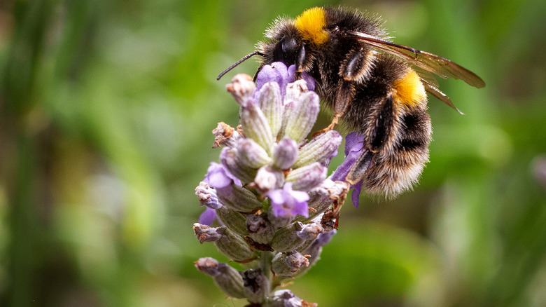 Bee collecting nector from flower