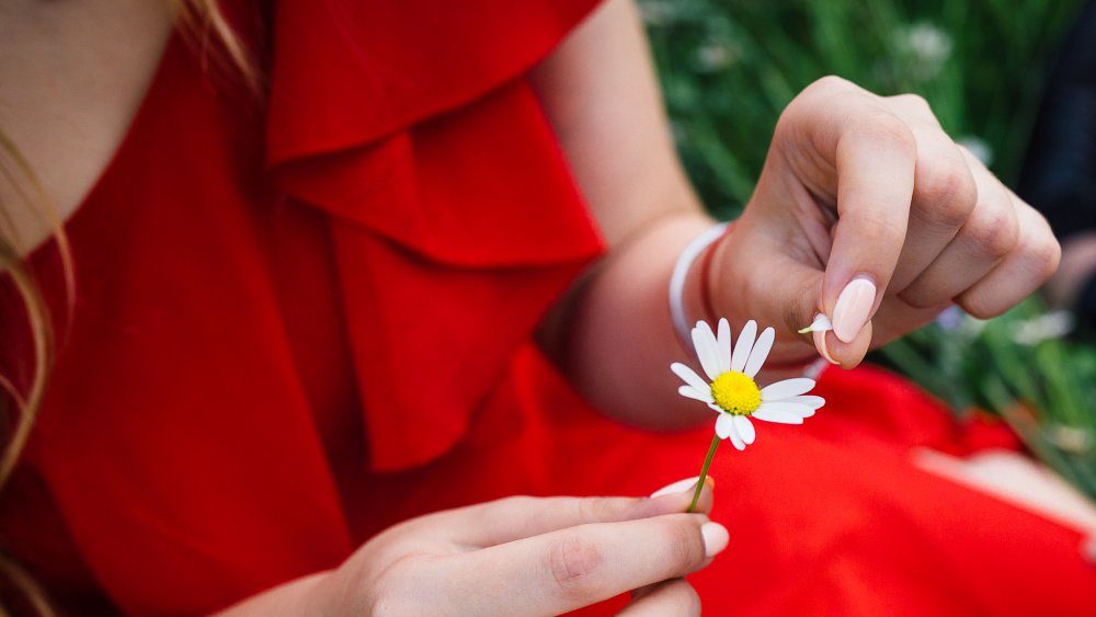 Woman pulling off daisy petals