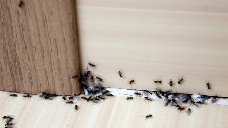 Ants on a wall inside a house