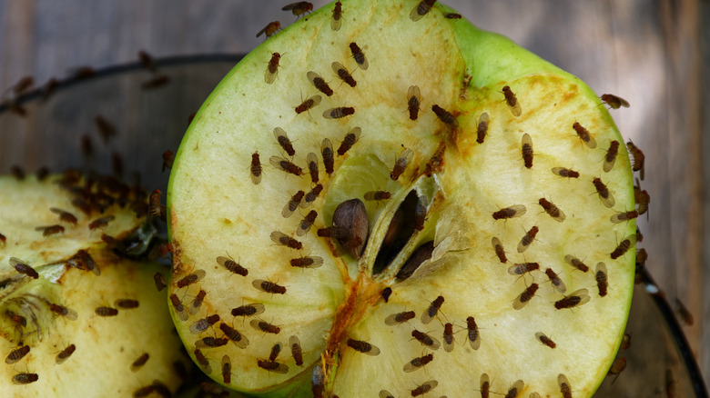 Fruit flies swarming an apple