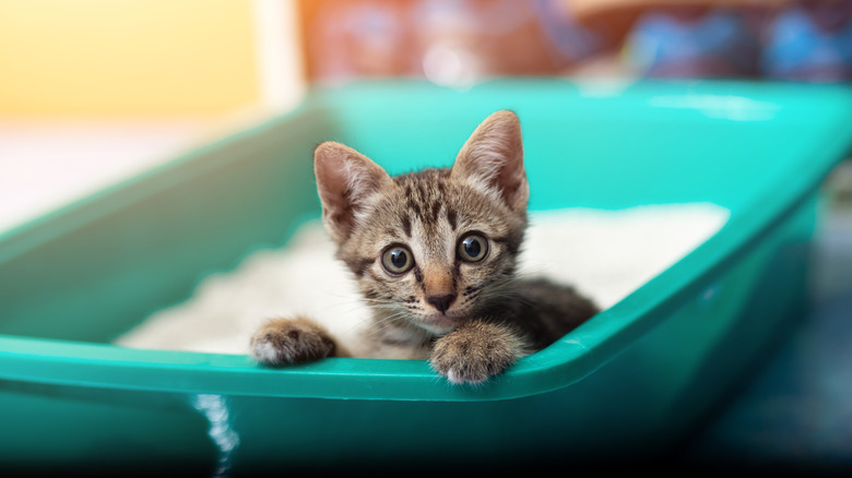 Kitten in litter box