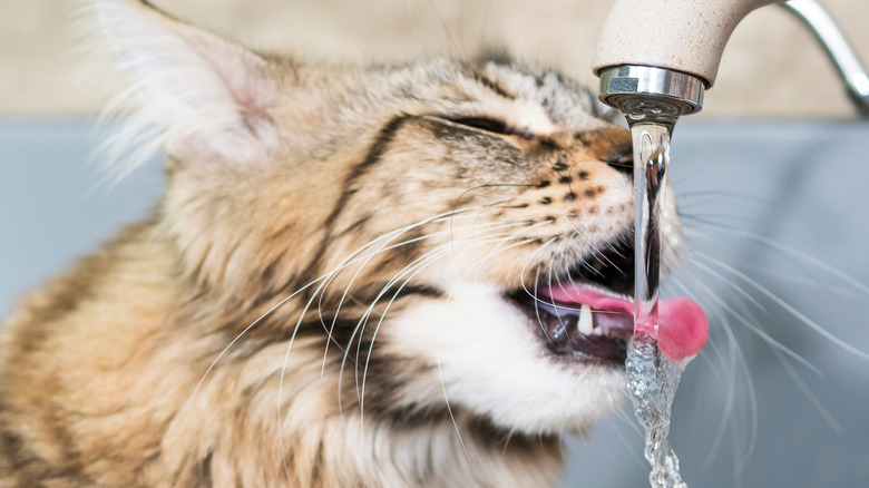 cat drinking water