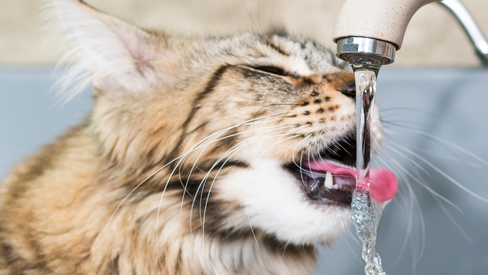Кошка пьет воду причины. Кошка пьет воду на природе. Cats Drink Water. Кошка пьет валериану и сливки картинки. Видео замедленного кадра как кошка пьет воду.