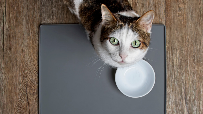 A cat with green eyes looking up in front of a bowl 