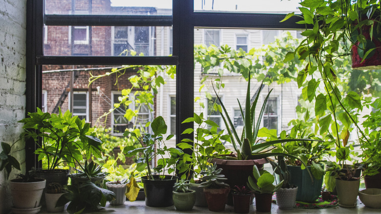 plants around a window during winter